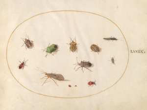 Talíř 79: Dvanáct hmyzu, včetně štítníků od Joris Hoefnagel