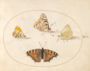 Talíř 8: Oranžová špička, Painted Lady, Southern Small White a Small Tortoiseshell butterflies od Joris Hoefnagel
