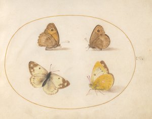 Talíř 9: Meadow Brown, Gatekeeper, Clouded Yellow a Bath White Butterflies od Joris Hoefnagel