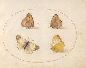  od Joris Hoefnagel