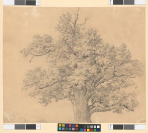 Studie stromu od Josef Kriehuber