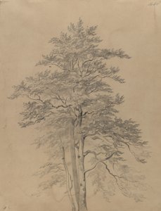 Studie stromu od Josef Kriehuber