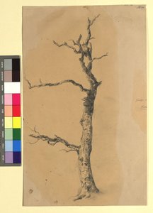 Studie eines kahlen Baumes od Josef Kriehuber