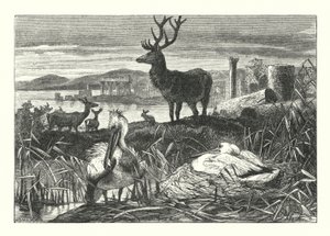 Decay of Earthly Pomp (rytina) od Joseph (after) Wolf