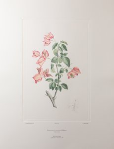 Bouganvillea spectabilis (Nyctaginaceae) - deska 355, Banks