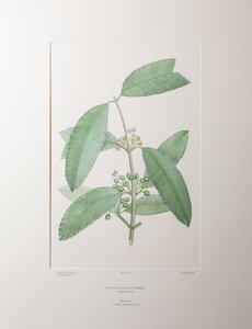 Calophyllum soulattri (Guttiferae) - Deska 362, Banks