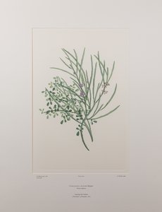Carmichaelia solandri (Leguminosae) - deska 429, Banks