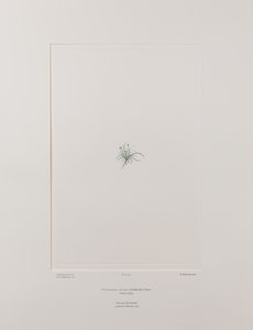 Colobanthus apetalus (Caryophyllaceae) - deska 414, Banks