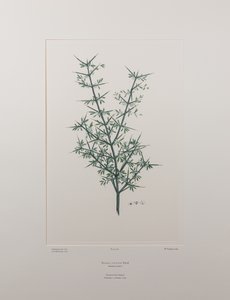 Discaria toumatou (Rhamnaceae) - deska 426, Banks