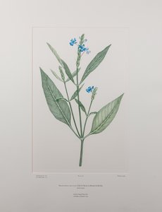 Eranthemum nervosa (Acanthaceae) - deska 378, Banks