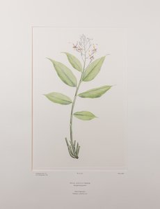 Globba marantina (Zingiberaceae) - Talíř 390, Banks