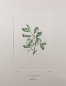 Heberdenia bahamensis (Myrsinaceae) - deska 395, Banks