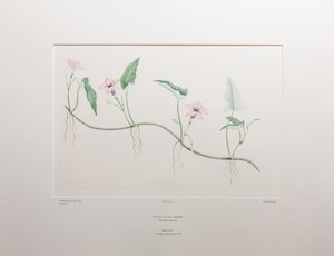 Ipomoea aquatica (Convolvulaceae) - deska 375, Banks