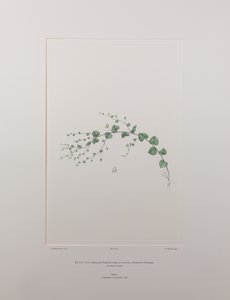 Kicksia spuria subsp. integrifolia (Scrophulariaceae) - deska 397, Banks