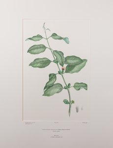 Lepeostegeres geminiflorus (Loranthaceae) - deska 386, Banks