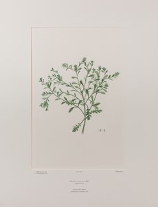 Lepidium flexicaule (Cruciferae) - deska 409, Banks