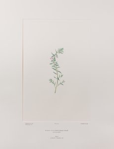 Lythrum junceum (Lythraceae) - deska 392, Banks