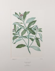 Pittosporum ralphii (Pittosporaceae) - deska 413, Banks