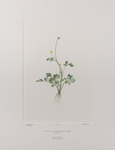 Ranunculus hirtus (Ranunculaceae) - deska 404, Banks
