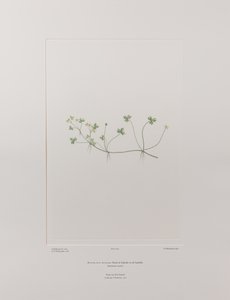 Ranunculus rivularis (Ranunculaceae) - deska 405, Banks