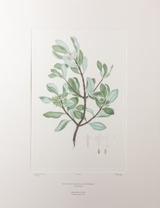 Schyphiphora hydrophyllacea (Rubiaceae) - deska 148, Banks