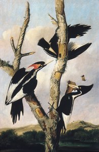 Slonovinově zobáci datli, ca. 1830-31.