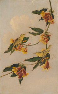 Žlutá pěnice, 1830-1833.