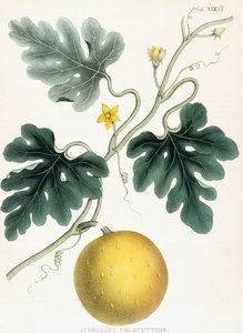 Colocynth, z "Ilustrace lékařské botaniky: Skládající se z barevných postav rostlin poskytujících důležité články Materia Medica". J.H. Colen, 1847 od Joseph Carson
