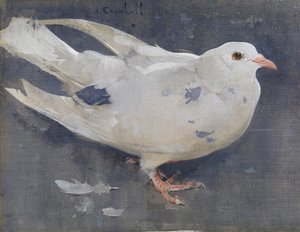 The Pigeon (kvaš na plátně) od Joseph Crawhall