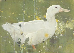 The White Drake (kvaš na plátně)