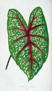 List Chantini Caladium. Botanická tabule v "" Rostliny s barevnými listy.