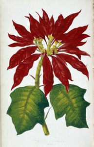 Květ a listy Poinsettia Pulcherrima. Botanická tabule v "" Rostliny s barevnými listy. Sbírka nejpozoruhodnějších druhů používaných k výzdobě zahrad, skleníků a bytů, Edward Joseph Lowe a W. Howard, členové London Hort