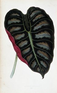 List Alocasia metallica. Botanická tabule v "" Rostliny s barevnými listy. Sbírka nejpozoruhodnějších druhů používaných k výzdobě zahrad, skleníků a bytů od Edwarda Josepha Lowea a W. Howarda, členů London Horticulture Society.