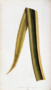 List Ananassa Sativa Variegata. Botanická prkna v "" Rostliny s barevnými listy.