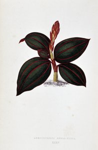 List Anoectochilus Rubro Venia.