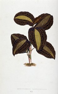 List Anoectochilus Xantophyllus. Botanická tabule v "" Rostliny s barevnými listy.