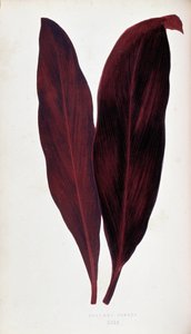 List Dracaena ferrea v "" Rostliny s barevnými listy. Sbírka nejpozoruhodnějších druhů používaných k výzdobě zahrad, skleníků a bytů od Edwarda Josepha Lowea a W. Howarda, členů London Horticulture Society. Přeloženo z Ing