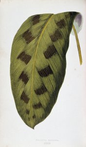 List Maranta Pardina. Botanická tabule v "" Rostliny s barevnými listy. Sbírka nejpozoruhodnějších druhů používaných k výzdobě zahrad, skleníků a bytů od Edwarda Josepha Lowea a W. Howarda, členů London Horticulture Society. Tr