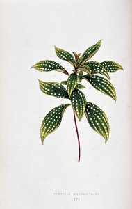 List Sonerila margaritacea. Botanická tabule v "" Rostliny s barevnými listy. Sbírka nejpozoruhodnějších druhů používaných k výzdobě zahrad, skleníků a bytů, Edward Joseph Lowe a W. Howard, členové London Horticulture Socie