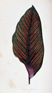 Maranta list megalis. Botanická tabule v "" Rostliny s barevnými listy.