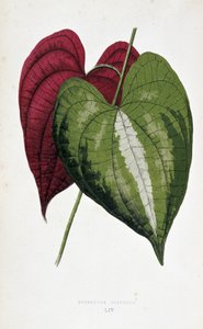 Listy Yam ve 2 barvách (Dioscorea discolor). Botanická tabule v "" Rostliny s barevnými listy. Sbírka nejpozoruhodnějších druhů používaných k výzdobě zahrad, skleníků a bytů, Edward Joseph Lowe a W. Howard, členové London Hort