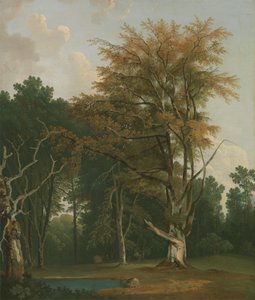 Stromy v Woodland Glade