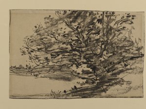 Studie o stromech, 1870 (grafit na papíře)