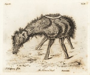 Zeleninový beránek z Tartarie. od Joseph Halfpenny