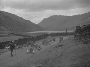 Farmář pase stádo ovcí a jehňat podél silnice, v pozadí jezero a údolí. od Joseph Hardman