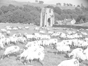 Ovce pasoucí se na poli před opatstvím Shap Abbey od Joseph Hardman