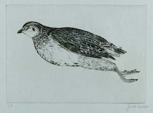 Dead Partridge (La Perdrix) (gravírování) od Joseph Hecht