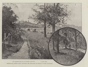 Churchyard Bottom Wood, Highgate, o jehož rabování se diskutuje od Joseph Holland Tringham