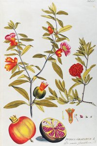 Granátové jablko (Punica granatum) od Josepha Jacoba von Plenck (1735-1807), z Icones of léčivých rostlin, Vídeň
