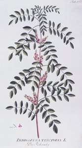 Pravé indigo (Indigofera tinctoria) od Josepha Jacoba von Plencka (1735-1807), z Icones plantarum medicinalium, Vídeň
